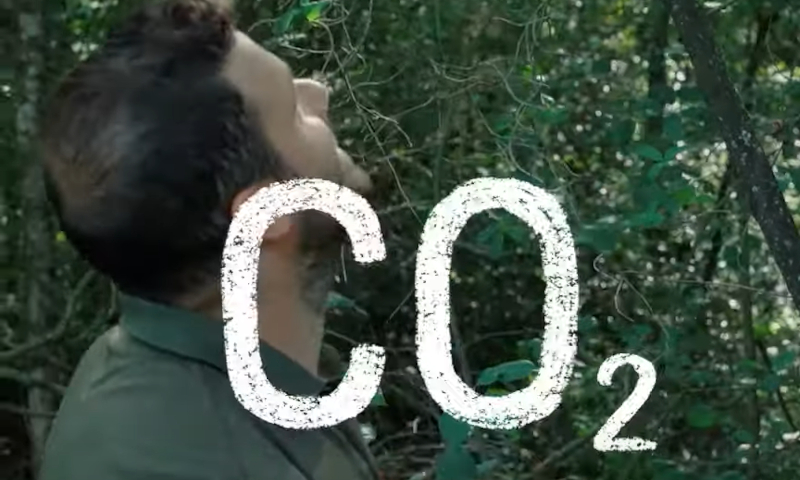 CO2 opname door Kornuit bos